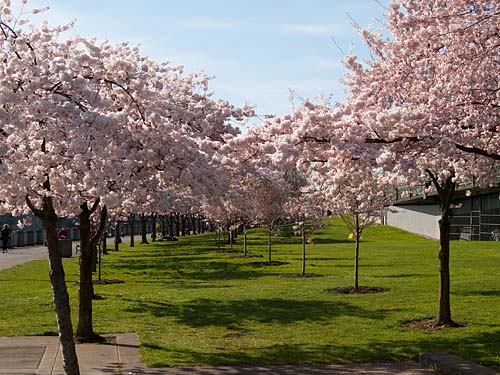 ウォーターフロントの桜